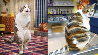 ЛЮТЫЕ ЖИВОТНЫЕ КОТОРЫЕ ПЕРЕШЛИ ВСЕ ГРАНИЦЫ!????
