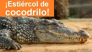 Los anticonceptivos mas raros y asquerosos del mundo