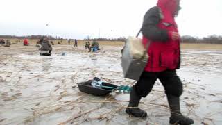 ICEFISHING. PERCH. Зимняя  рыбалка на Ладоге в поселке Черное 7 января 2020 года.