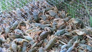 новая раколовка самораскрывающаяся