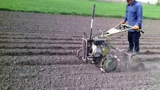 Боронование картофеля довсходовое