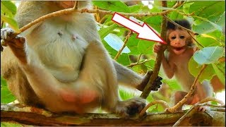 PITIFUL POOR BABY ALBA BITE BRANCH TREE COS HUNGRY | BAD MOM ANNA NOT GIVE MILK POOR BABY ALBA