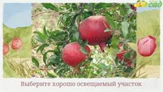 Посадка граната - как правильно посадить гранат