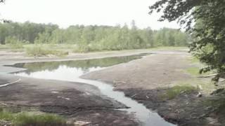 разрушенная бобровая плотина, спущенная вода из пруда