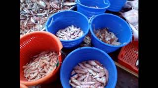 La pesca del Leone