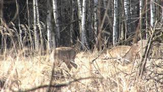Пятнистые олени Лосиного Острова, Spotted Deers of the Elk Island, HD