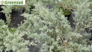 Можжевельник казацкий, blue - видео-обзор от Greensad