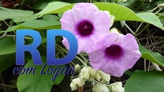Argyreia Nervosa e Redução de Danos - #13