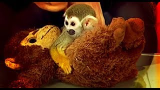 Саймири. Беличья обезьяна