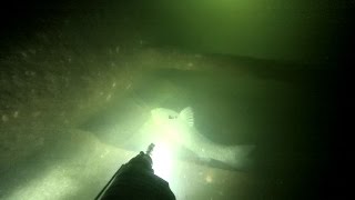 Пронское водохранилище.Подводная охота на чёрного амура ночью.Отвели душу после морозов.