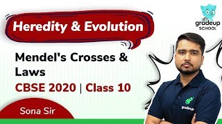 Mendel's Crosses and laws | Heredity and Evolution | Class 10 Boards 2020