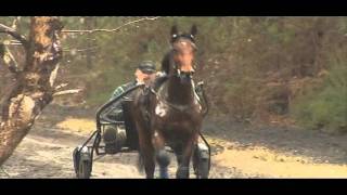 Timoko au travail à l'entraînement - Equidia Live