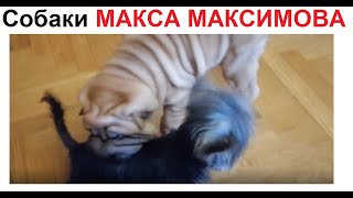 Боб и Лаки - Макса Максимова собаки