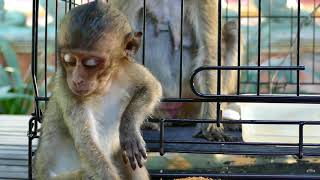 Update! Lori & Amari Lost conscious and not recognize her baby  Lori Still convulsion.