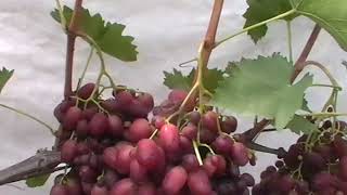 Сорт винограда "Марсело" - сезон 2019 # Grape sort "Marselo"