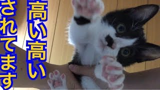【子猫いじめ】子猫を高い高いしたまま下から撮ってみた。すごく嫌がってるけれど可愛いです。【かわいい】