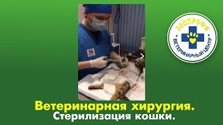Ветеринарная Хирургия/ Стерилизация Кошки