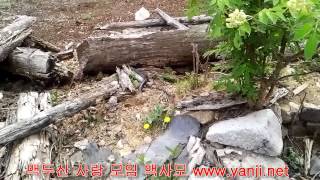 산삼나라 대물 독사 한마리 구경하세요