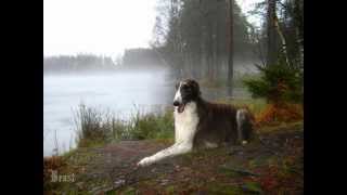 Все породы собак.Борзая Русский волкодав, Russian Wolfhound (Borzoi)