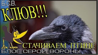 Как подрезать (стачить) клюв вороне  Серая ворона содержание дома