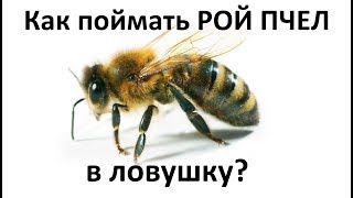 Как поймать рой пчел? Мои четыре разные ловушки для ловли пчел Какая сработает?