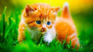 Cat looking out for kittens safety! | Cute and Funny Cats Videos 2019 ?? | Animals Doing Things