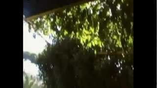 Цикада (Cicada)
