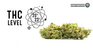 Bruce Banner x Mochalope Feminized Strain Facts
