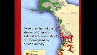Ken Balcomb - No Fish, No Blackfish