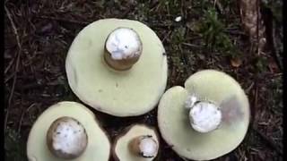 Польский гриб. Моховики. Рядовки. Съедобные грибы.