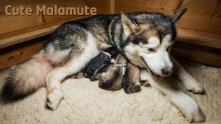 Alaskan Malamute giving birth to six puppies