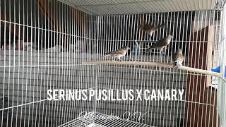 Гибриды красношапочного вьюрка и канарейки. Serinus pusillus x canary