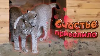 РЫСИ РАДУЮТСЯ ВСТРЕЧЕ / Мейн-КУН наглая морда