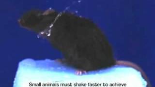 Slow Motion Wet  Dog Shake Analysis