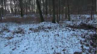 DIE JAGD AN DER KIRRUNG. SAUEN , KIRRUNG, JAGD, HUNTIG, WILDSCHWEINE, WILDBOAR,