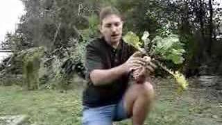 The Turnip is your friend