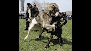 Собачьи Бой Какая собака круче Алабай Среднеазиатская овчарка  или Немецкий Дог ??? Бойцовая собака