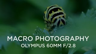 Shooting Macro with the Olympus 60mm f/2.8
