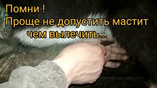 Шприц от мастита. Лечение мастита. Как вводится шприц в сосок.