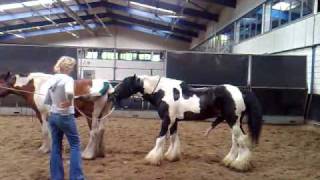 Dekking (stallion is for sale) Jessie door Celtic Sir Gwynfor    Tinkers.