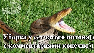 Уборка у сетчатого питона