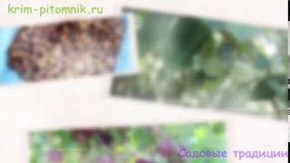 Где купить саженцы абрикоса