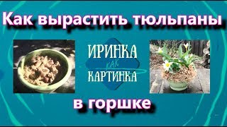 Выпуск 35. Как вырастить тюльпаны в горшке на своём участке.