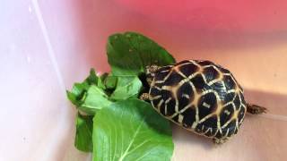 Indian star tortoise (rùa sao ấn độ)
