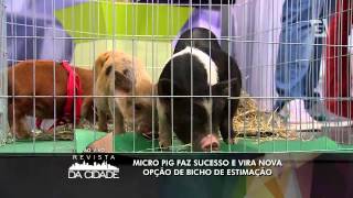 Revista da Cidade - Micro Pigs (13/01/15)