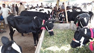 Australian Frezian Cross Wachyan For Sale In Janwar Mandi Doli Shaeed