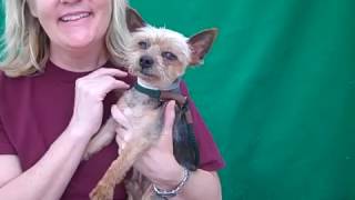 WATCH   Senior citizen hiker, dog rescued in park