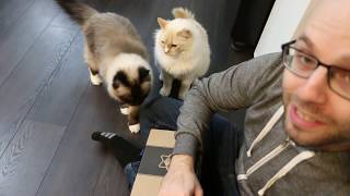 Ryuka and Tomo! - Meow Box with Northernlion [May 2018]