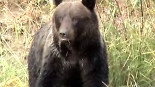 Таёжники (часть 10)