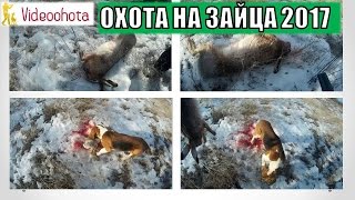 Охота на зайца 2017! ЗАЯЦ-ПРОФЕССИОНАЛ - Videoohota